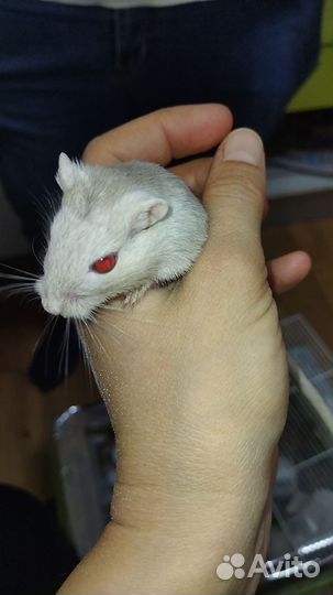 Песчанки бесплатно