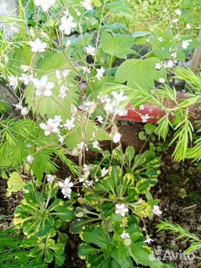 Садовые цветы и кустарники, рябинник