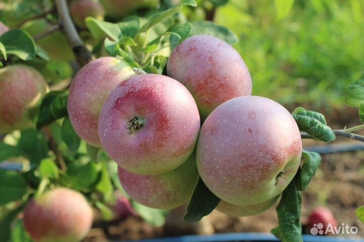 Саженцы плодовых, ягодных и декоративных культур