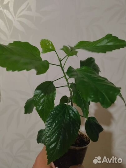 Гибискус цветы комнатные сортовые