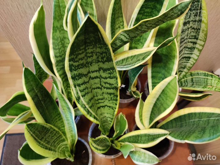 Сансевиерия или тещин язык