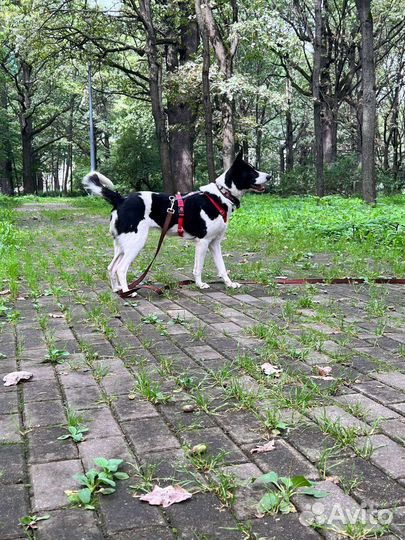 Собака из приюта в добрые руки