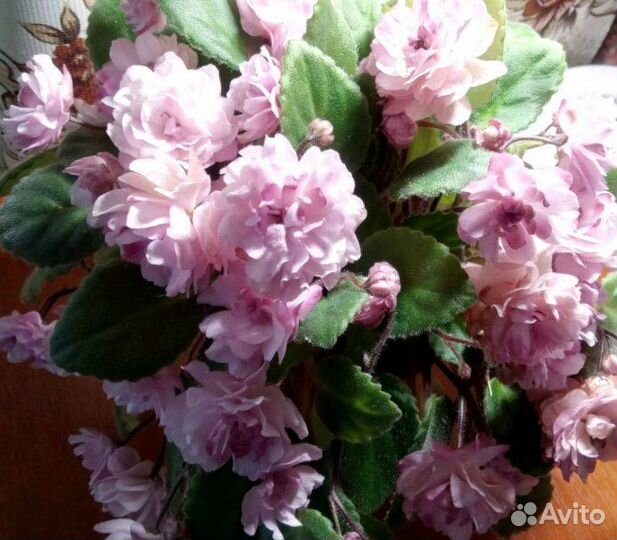 Листик с деткой фиалки сорта 