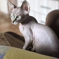 Канадский сфинкс, кот вязка, Воронеж
