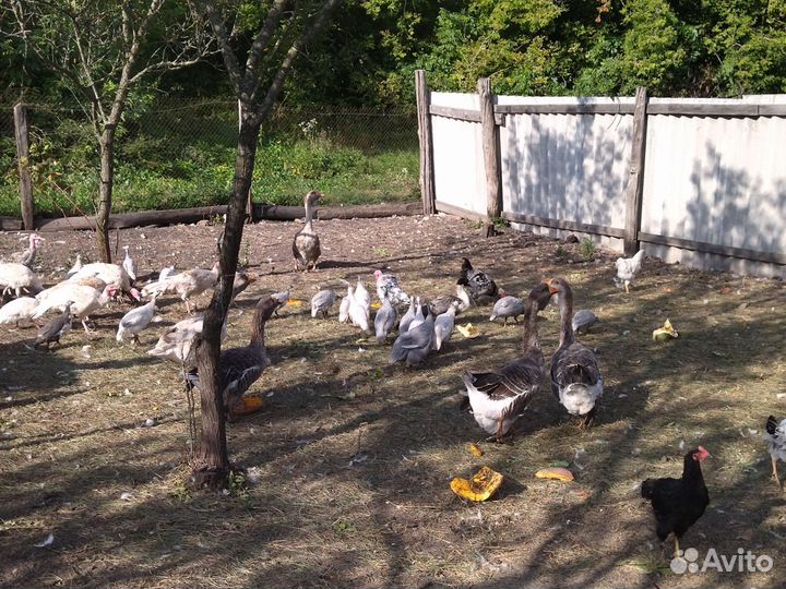 Индюки на племя