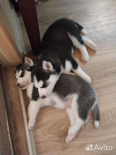 Щенки сибирской хаски