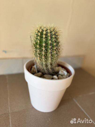 Кактус цветущий