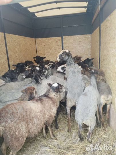 Овцы бараны
