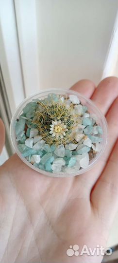 Кактус Крассула Каланхоэ лечебный