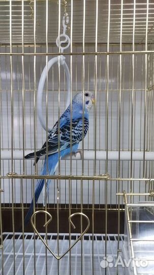 Попугай ручной с клеткой