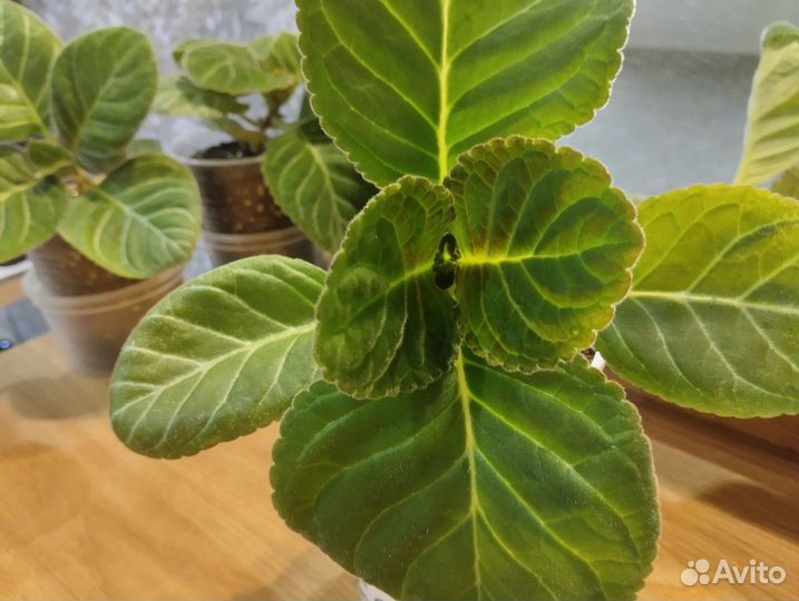 Комнатные растения цветы