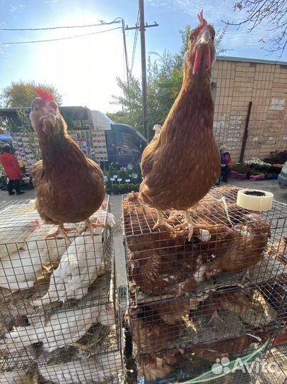 Куры несушки