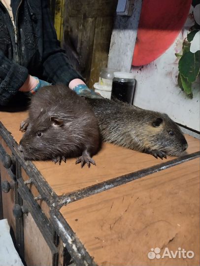 Нутрии на племя