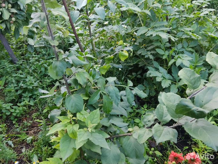 Саженцы плодовых деревьев