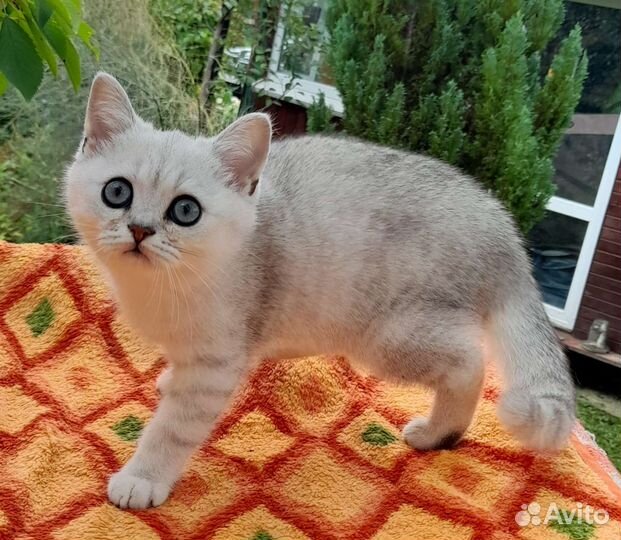Шотландские котята