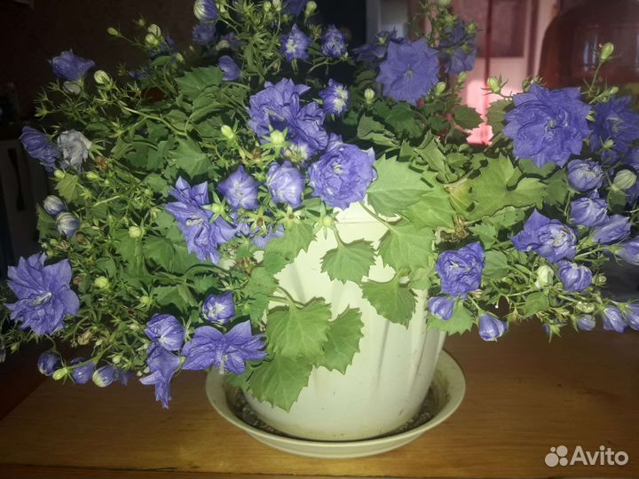 Кампанула махровая синяя и белая