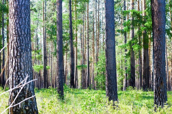 Участок 6 сот. (СНТ, ДНП)