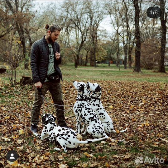 Зоопсихолог (коррекция поведения)