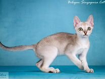 Котята породы Сингапура из питомника Бибигон