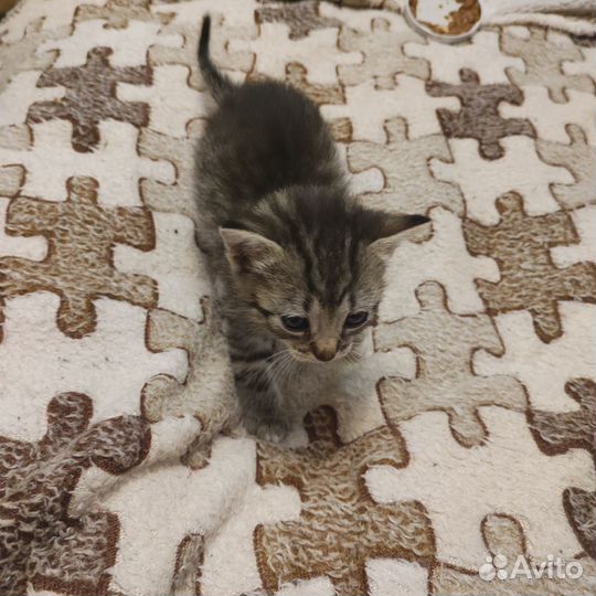 Отдам смешнявых котят в хорошие руки