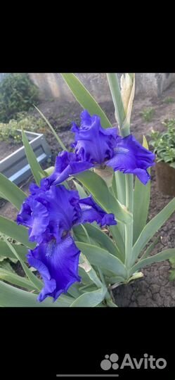 Ирис