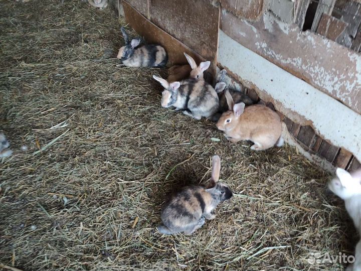 Кролики японской пародии