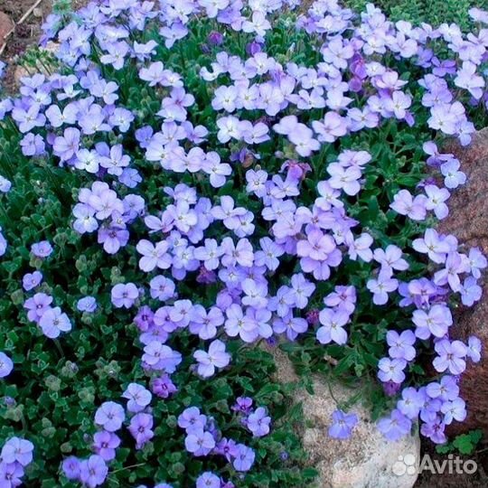 Почвопокровные растения