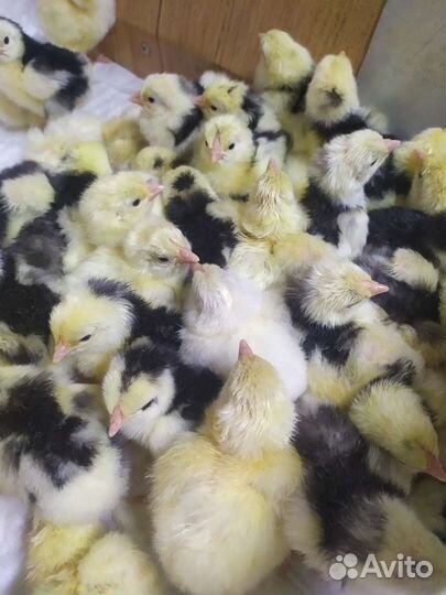 Цыплята