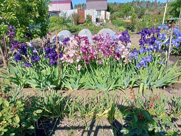 Ирис бородатый