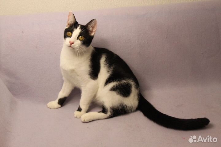 Котенок подросток ищет дом