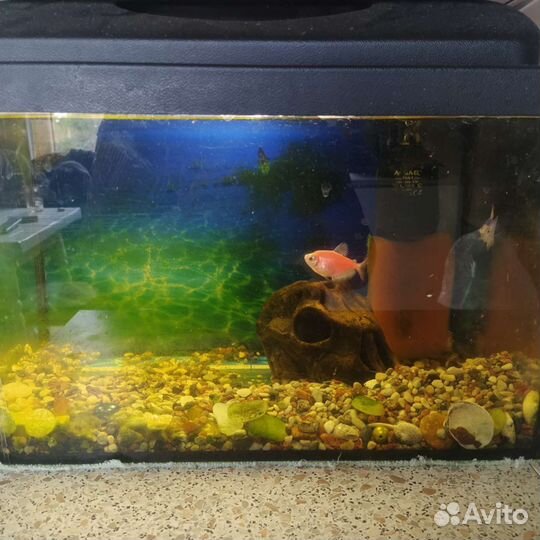 Аквариум с рыбками