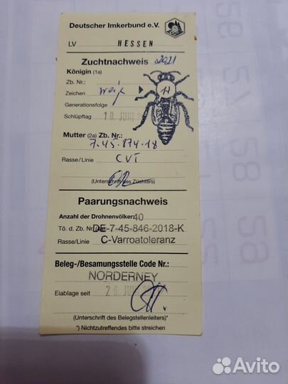 Пчелы карника