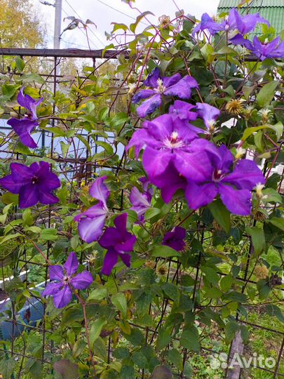 Укорененные черенки клематиса