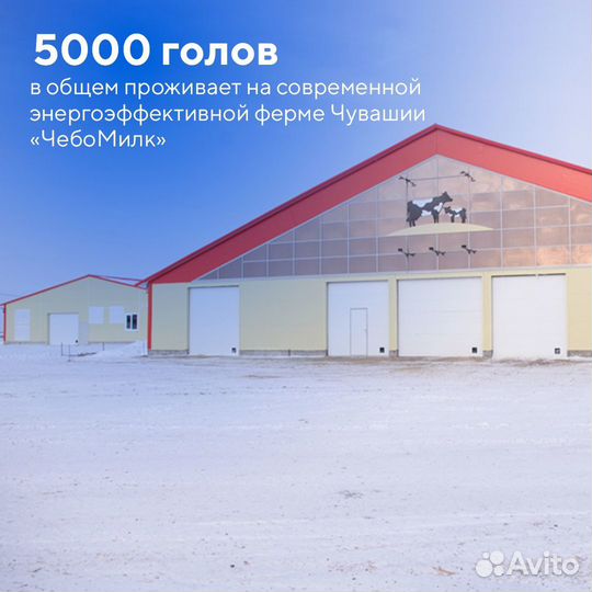 Животноводы