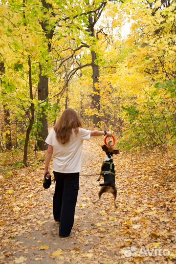 Кольцо для собак