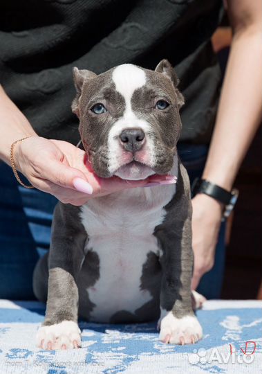 Американский булли