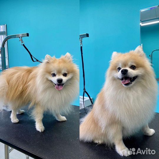 Стрижка собак с выездом на дом