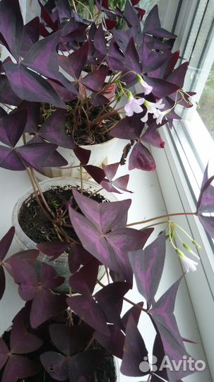 Цветок кислица фиолетовый