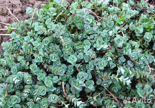 Почвопокровные растения