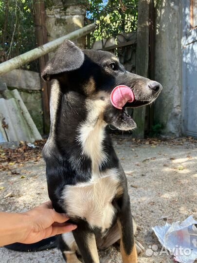 Собака в добрые руки