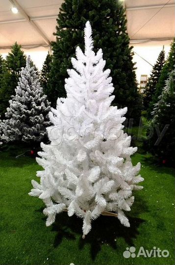 Ель Белая 1 метр 80 см