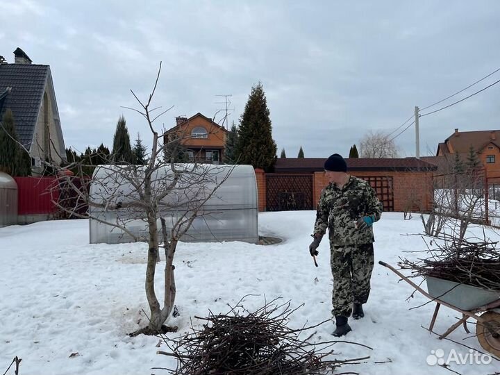 Обрезка деревьев