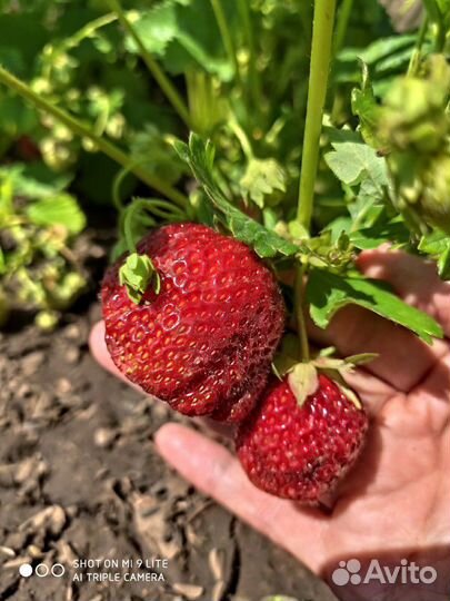 Клубника саженцы