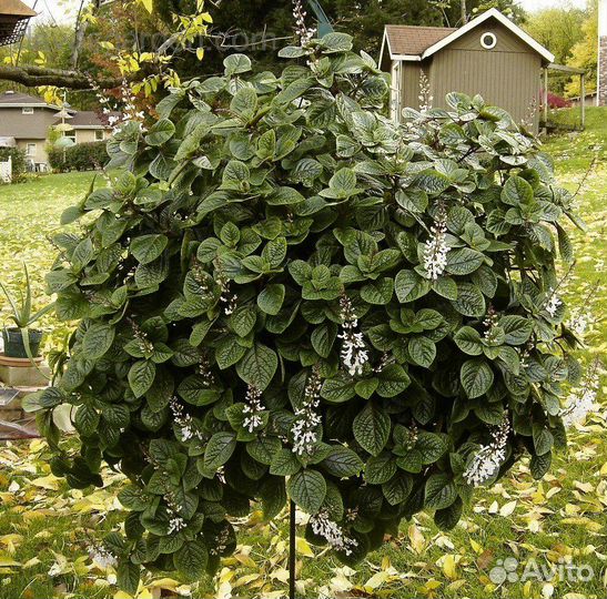 Комнатные цветы. Плекрантус