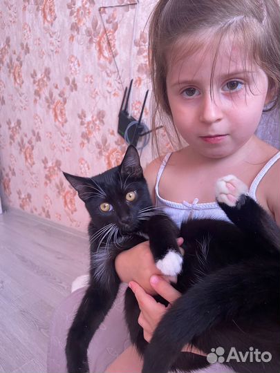 Котенок Бэндер ищет дом