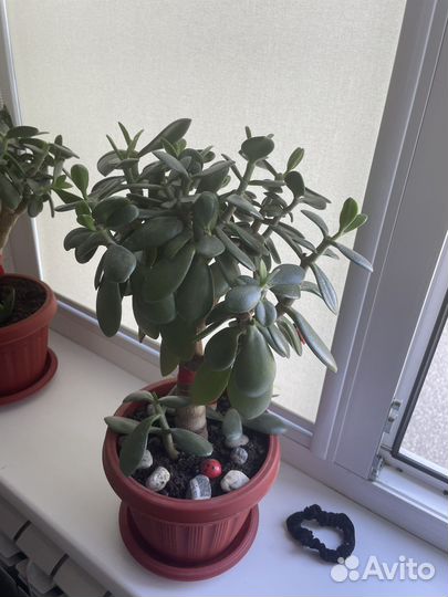 Толстянка несколько горшков