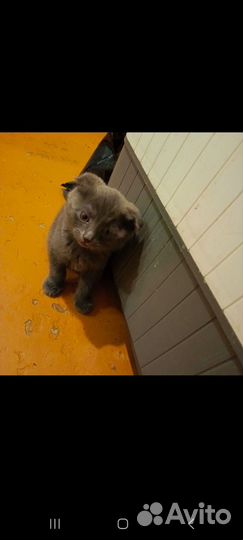 Шотландская вислоухая кошка