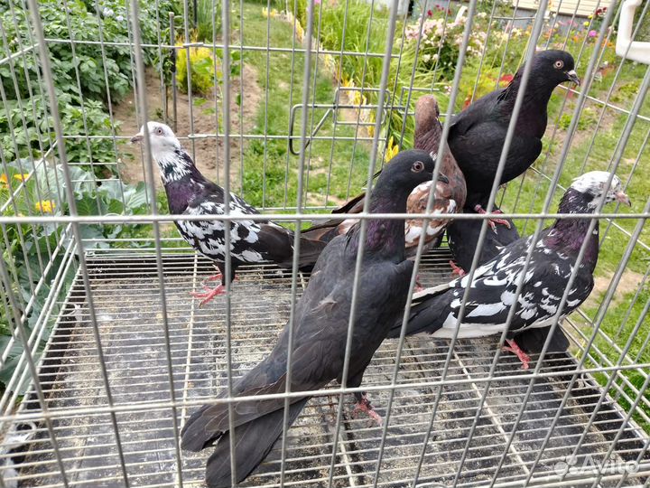 Бойные Голуби