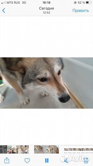 Собака в добрые руки