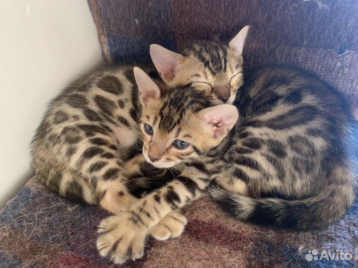 Бенгальская